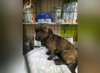 Maria sucht ein kuscheliges Körbchen