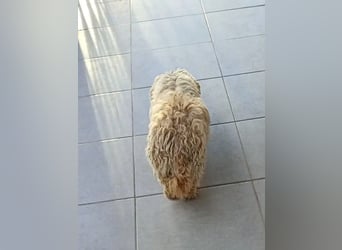 Casper sucht sein Glück