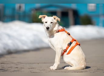 Sensible Snezhka sucht ihre Menschen