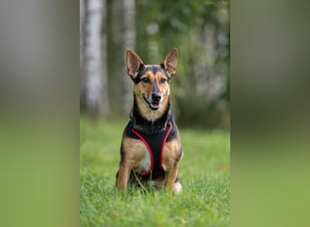 Verschmuste Ria sucht ruhiges Zuhause