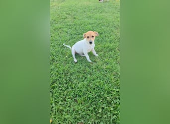 Muffin sucht sein Für-immer-Zuhause!