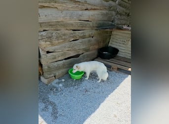 Sakis ist ein echter Traumhund