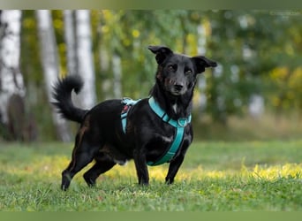 Liebenswerter Borja sucht sein Zuhause
