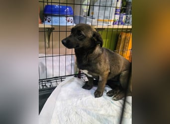 Maria sucht ein kuscheliges Körbchen