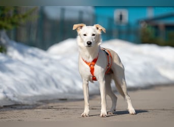 Sensible Snezhka sucht ihre Menschen