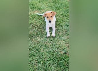 Muffin sucht sein Für-immer-Zuhause!
