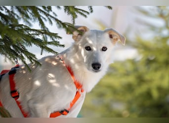 Sensible Snezhka sucht ihre Menschen