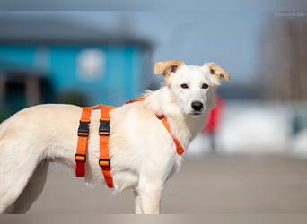 Sensible Snezhka sucht ihre Menschen