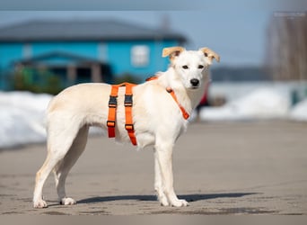 Sensible Snezhka sucht ihre Menschen