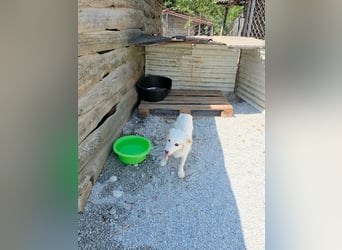 Sakis ist ein echter Traumhund