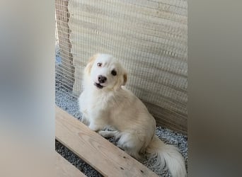 Sakis ist ein echter Traumhund