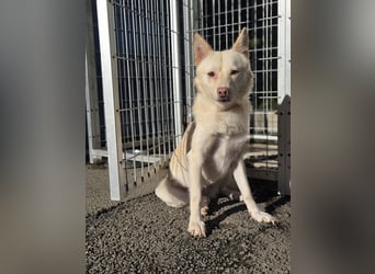 Timo, Hundemädchen sucht geduldige Familie