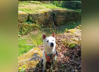 Yang, ein Rohdiamant sucht dringend sein Zuhause