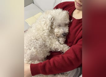 Nubis, intelligent und verfressen