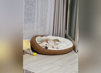 Jisoon, kluge, sehr menschenzogene Hündin