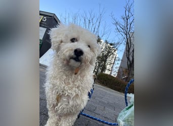 Nubis, intelligent und verfressen