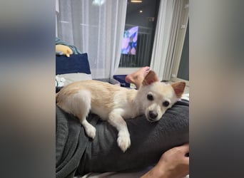 Jisoon, kluge, sehr menschenzogene Hündin