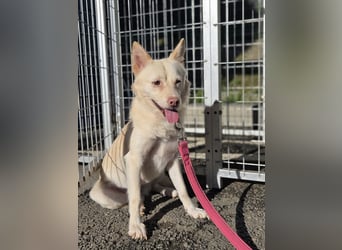 Timo, Hundemädchen sucht geduldige Familie