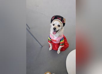 Jisoon, kluge, sehr menschenzogene Hündin