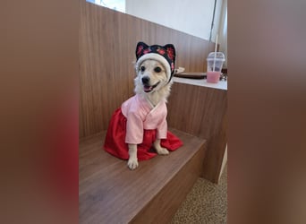 Jisoon, kluge, sehr menschenzogene Hündin