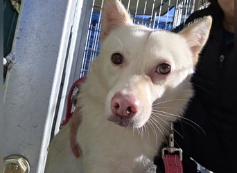 Timo, Hundemädchen sucht geduldige Familie