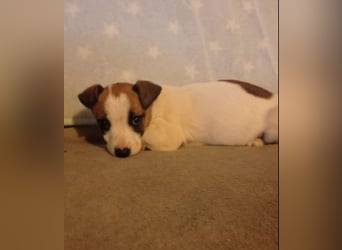 Zizel – ein kleines Herz auf der Suche nach ihrem großen Glück