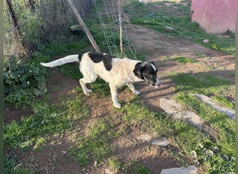 Manni - ein kleiner Hunde-Mann sucht sein großes Glück