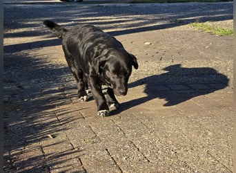 Candy - eine zuckersüße Hundedame sucht Dich