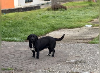 Candy -  eine zuckersüße Hundedame sucht DICH