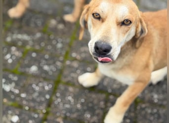 Dolly – ein stiller Herzenshund, der überall Liebe hinterlässt