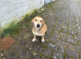 Dolly – ein stiller Herzenshund, der überall Liebe hinterlässt