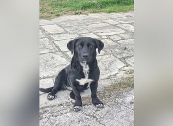 Candy -  eine zuckersüße Hundedame sucht DICH