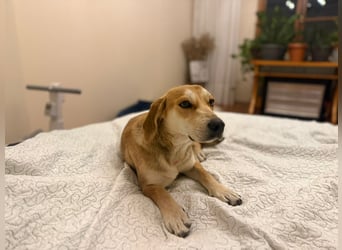 Dolly – ein stiller Herzenshund, der überall Liebe hinterlässt