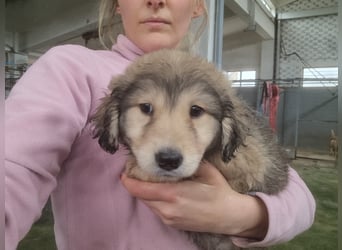 Sophie sucht ihr Glück