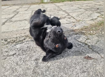 Candy -  eine zuckersüße Hundedame sucht DICH