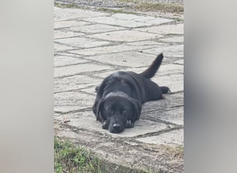 Candy - eine zuckersüße Hundedame sucht Dich