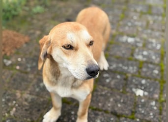 Dolly – ein stiller Herzenshund, der überall Liebe hinterlässt