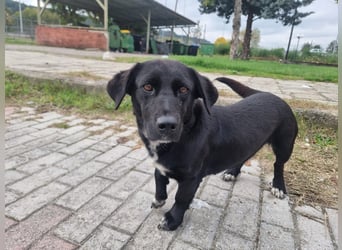 Candy -  eine zuckersüße Hundedame sucht DICH