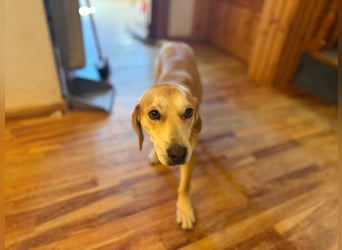 Dolly – ein stiller Herzenshund, der überall Liebe hinterlässt