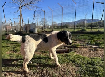 Manni - ein kleiner Hunde-Mann sucht sein großes Glück