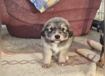 Sophie sucht ihr Glück