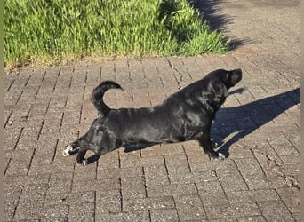 Candy - eine zuckersüße Hundedame sucht Dich