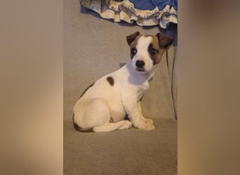 Zizel – ein kleines Herz auf der Suche nach ihrem großen Glück