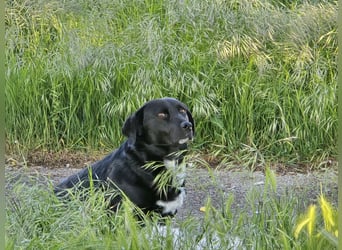 Candy - eine zuckersüße Hundedame sucht Dich