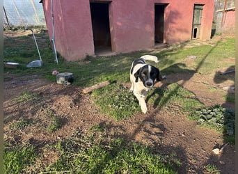 Manni - ein kleiner Hunde-Mann sucht sein großes Glück