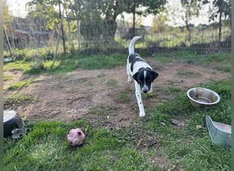 Manni - ein kleiner Hunde-Mann sucht sein großes Glück