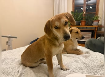 Dolly – ein stiller Herzenshund, der überall Liebe hinterlässt