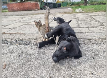 Candy - eine zuckersüße Hundedame sucht Dich