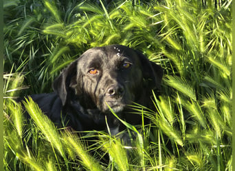 Candy - eine zuckersüße Hundedame sucht Dich