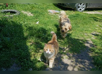 Sam - ein Herz auf vier Pfoten sucht sein Für-Immer-Zuhause